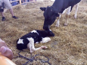 A calf born about 30 minutes before the picture was taken