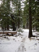 Snowy Trail