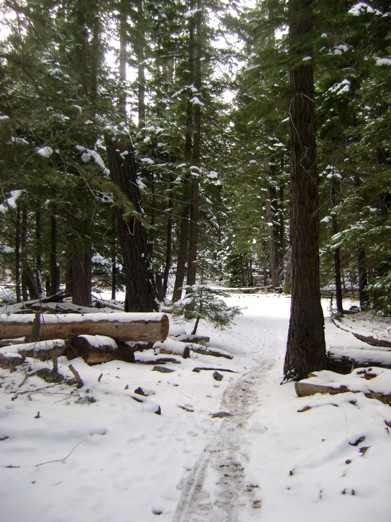 Snowy Trail