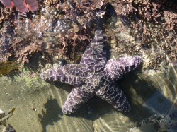 A sea star!