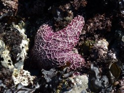 Another sea star