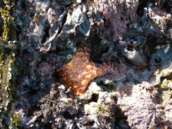 An orange sea&nbsp;star