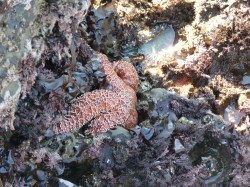 Another sea star