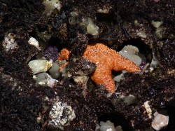 Hurray for marine&nbsp;biology!