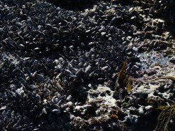 Mussels… lots of&nbsp;them