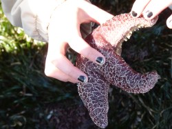 Examining the sea&nbsp;stars
