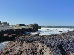 Thousands of mussels as the tide starts to come back&nbsp;in