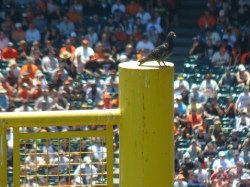 Pigeon on the foul&nbsp;pole